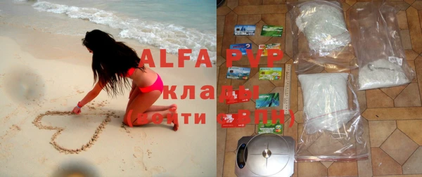индика Белокуриха